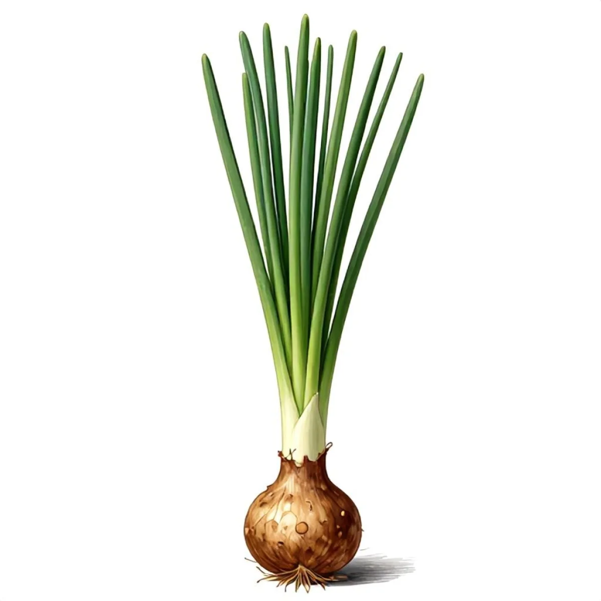 Czosnek wężowy to roślina z