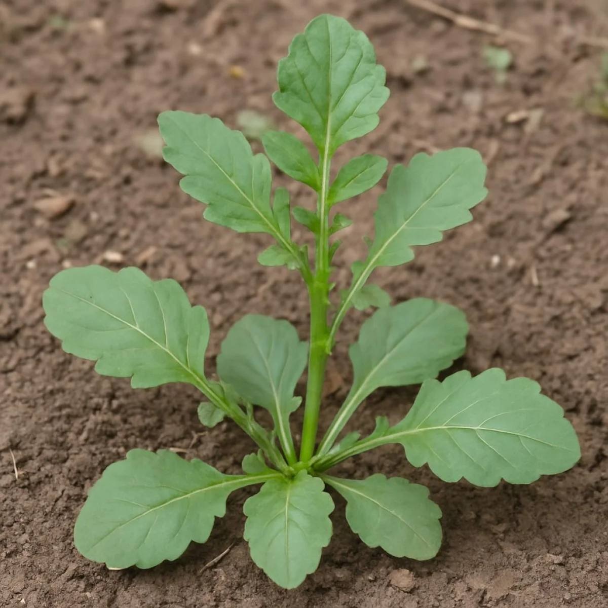 Gorczycznik zwyczajny – morfologia i