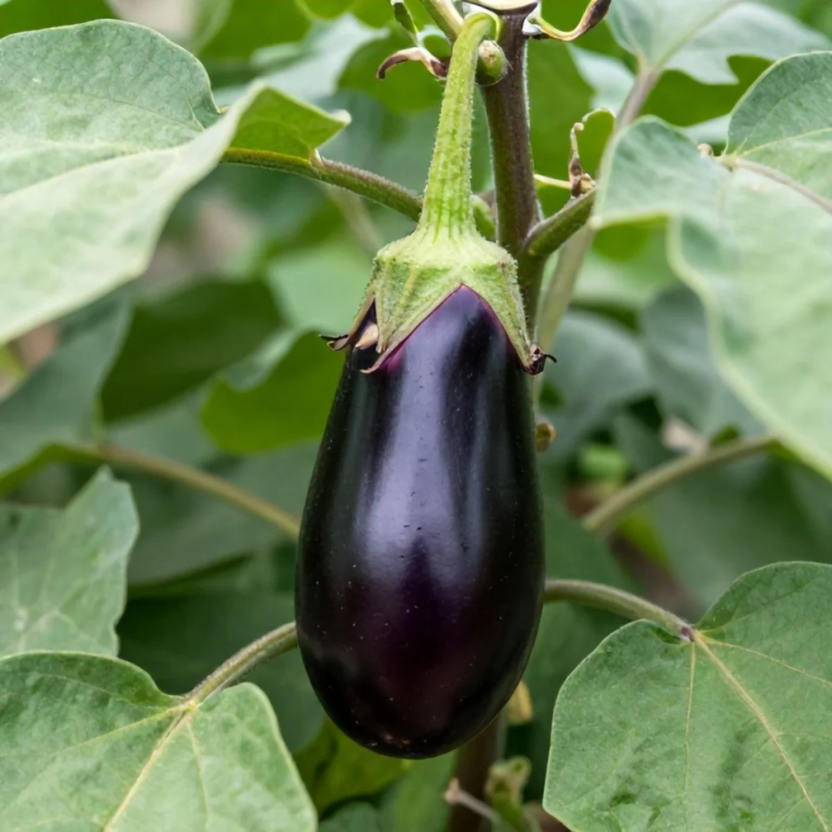 Uprawa bakłażana na krzaku, zastosowanie kulinarne.