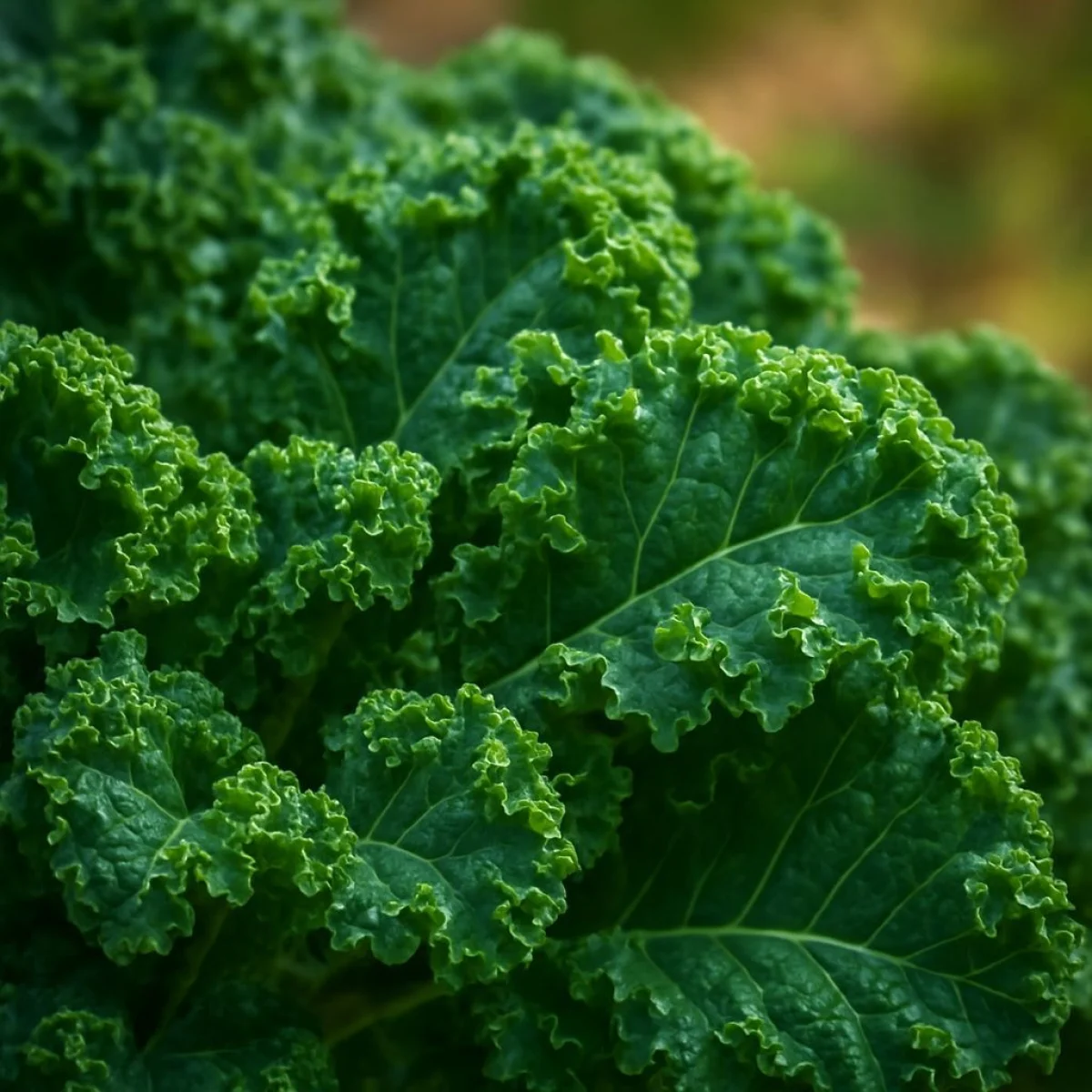 Jarmuż – zielona bomba witaminowa dla zdrowia