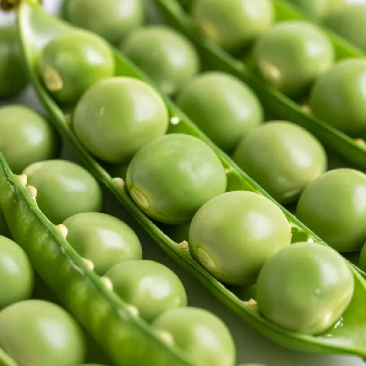 Groszek w strąkach, prezentujący żywy zielony kolor i teksturę.