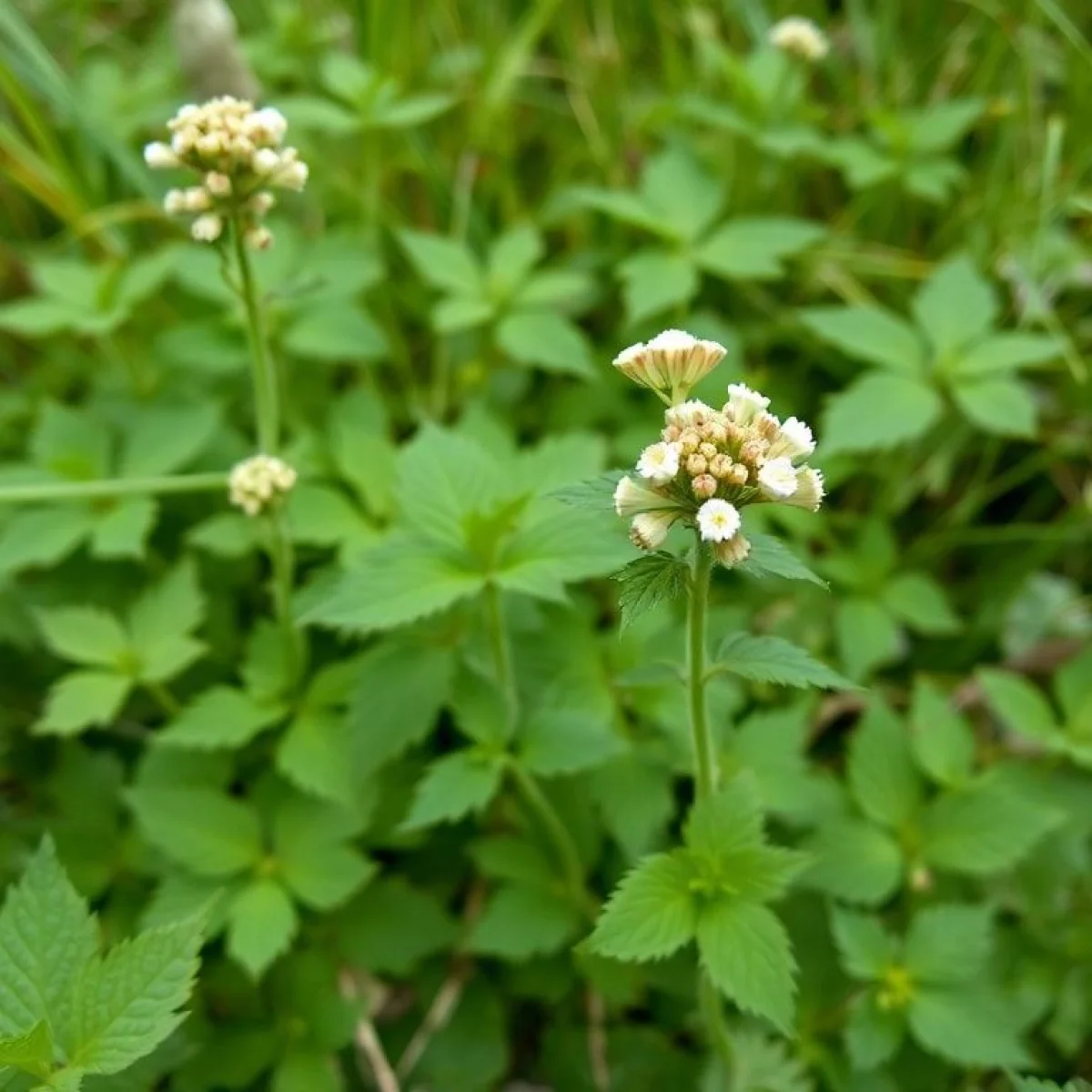 Dzikie ziele pokrzywy z delikatnymi kwiatami, zielonymi liśćmi, rosnące na łące.
